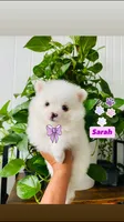 Sarah, a female Pomeranian for sale in San Diego, CA – 1 of 3