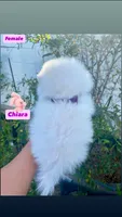 Chiara, a female Pomeranian for sale in San Diego, CA – 2 of 4