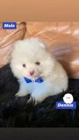 Dennis , a male Pomeranian for sale in San Diego, CA – Photo 1 of 4