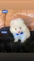 Dennis , a male Pomeranian for sale in San Diego, CA – Photo 2 of 4