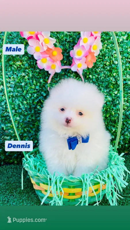 Dennis  – Pomeranian puppy for sale in San Diego, CA