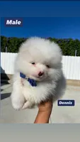 Dennis , a male Pomeranian for sale in San Diego, CA – Photo 3 of 4