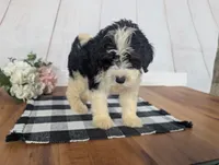 Hudson - MICRO Bernedoodle, a male Miniature Bernedoodle for sale in Arthur, IL – 7 of 9