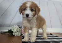 Houston - MICRO Bernedoodle , a male Miniature Bernedoodle for sale in Arthur, IL – 5 of 9