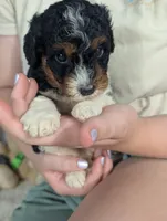 Heather - MICRO Bernedoodle , a female Miniature Bernedoodle for sale in Arthur, IL – 6 of 7
