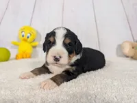 Kayden, a male Miniature Bernedoodle for sale in Arthur, IL – 6 of 6