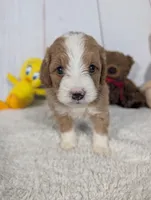 Hunter - MICRO Bernedoodle , a male Miniature Bernedoodle for sale in Arthur, IL – 5 of 6
