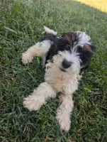 Hudson - MICRO Bernedoodle, a male Miniature Bernedoodle for sale in Arthur, IL – 6 of 9