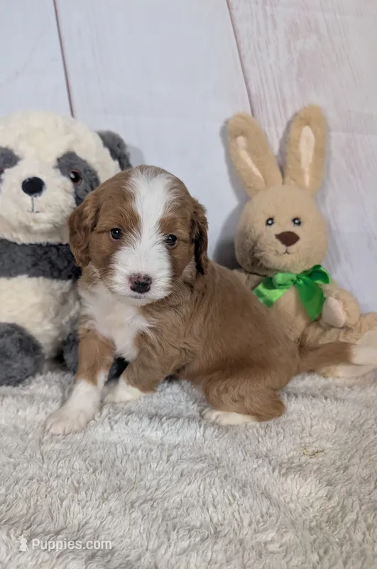 Heidi - MICRO Bernedoodle  – Miniature Bernedoodle puppy for sale in Arthur, IL