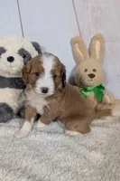 Heidi - MICRO Bernedoodle , a female Miniature Bernedoodle for sale in Arthur, IL – 1 of 5