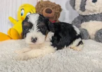 Hudson - MICRO Bernedoodle, a male Miniature Bernedoodle for sale in Arthur, IL – 6 of 6