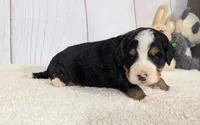 Kayden, a male Miniature Bernedoodle for sale in Arthur, IL – 2 of 6