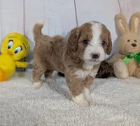 Hunter - MICRO Bernedoodle , a male Miniature Bernedoodle for sale in Arthur, IL – 4 of 6