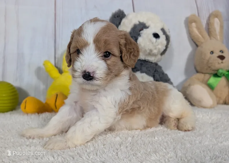 Hope - MICRO Bernedoodle  – Miniature Bernedoodle puppy for sale in Arthur, IL