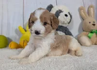Hope - MICRO Bernedoodle , a female Miniature Bernedoodle for sale in Arthur, IL – 1 of 6