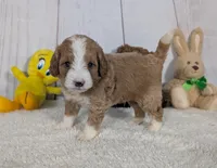 Hunter - MICRO Bernedoodle , a male Miniature Bernedoodle for sale in Arthur, IL – 2 of 6