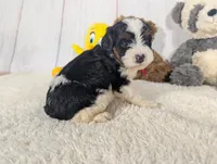 Hudson - MICRO Bernedoodle, a male Miniature Bernedoodle for sale in Arthur, IL – 5 of 6