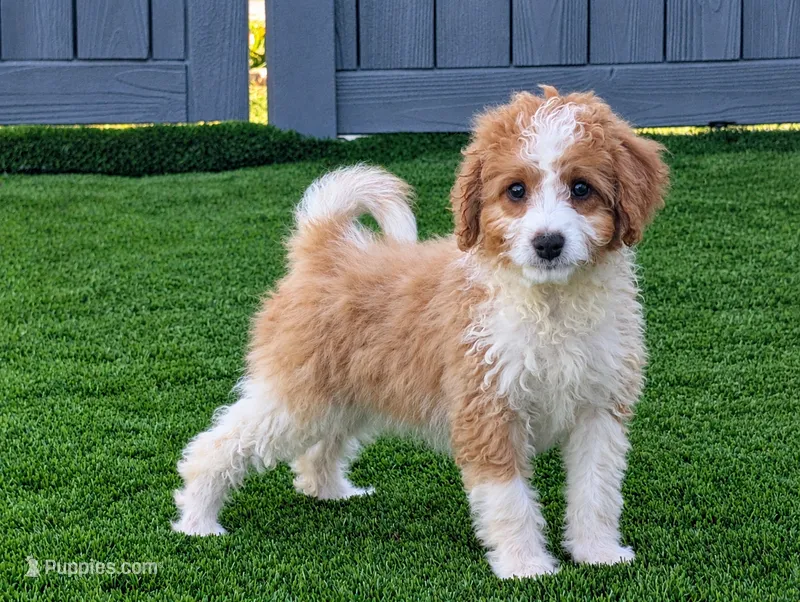 Houston - MICRO Bernedoodle  – Miniature Bernedoodle puppy for sale in Arthur, IL