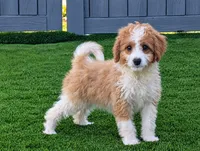 Houston - MICRO Bernedoodle , a male Miniature Bernedoodle for sale in Arthur, IL – 1 of 9