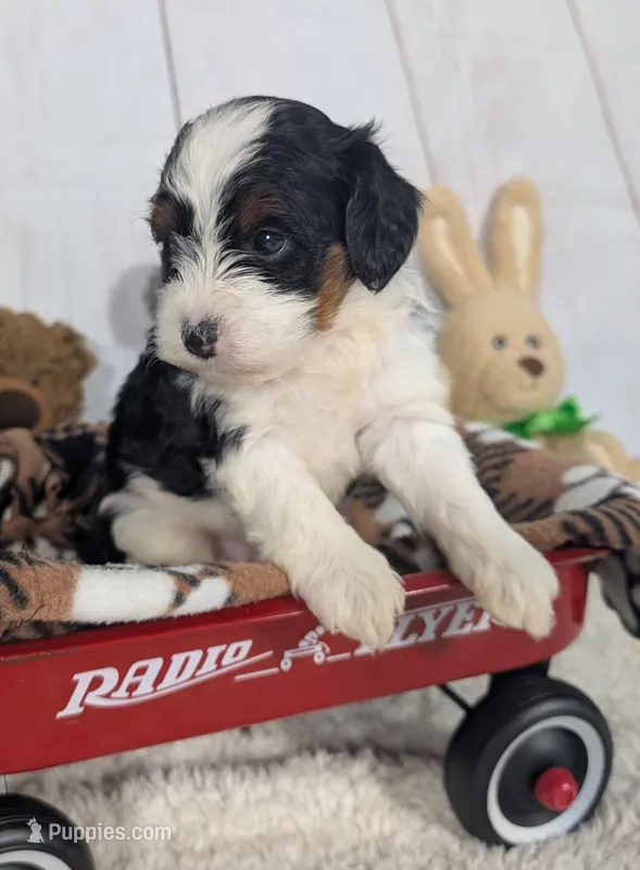 Hudson - MICRO Bernedoodle – Miniature Bernedoodle puppy for sale in Arthur, IL