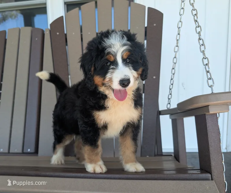 Kayden – Miniature Bernedoodle puppy for sale in Arthur, IL