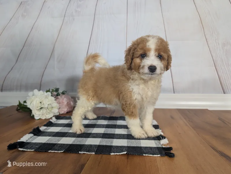 Houston - MICRO Bernedoodle  – Miniature Bernedoodle puppy for sale in Arthur, IL