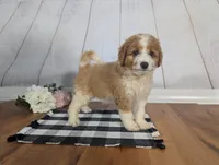 Houston - MICRO Bernedoodle , a male Miniature Bernedoodle for sale in Arthur, IL – 2 of 9
