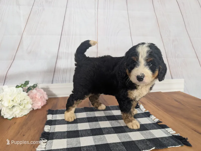 Kayden – Miniature Bernedoodle puppy for sale in Arthur, IL