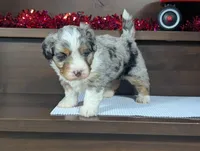 Abigail, a female Miniature Bernedoodle for sale in Arthur, IL – Photo 4 of 6