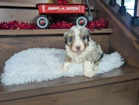 Abigail, a female Miniature Bernedoodle for sale in Arthur, IL – Photo 6 of 6