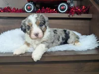 Abigail, a female Miniature Bernedoodle for sale in Arthur, IL – Photo 2 of 6