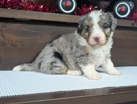 Abigail, a female Miniature Bernedoodle for sale in Arthur, IL – Photo 3 of 6