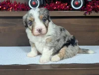Abigail, a female Miniature Bernedoodle for sale in Arthur, IL – Photo 5 of 6