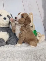 Heidi - MICRO Bernedoodle , a female Miniature Bernedoodle for sale in Arthur, IL – 2 of 5