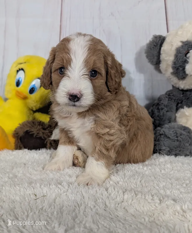 Hunter - MICRO Bernedoodle  – Miniature Bernedoodle puppy for sale in Arthur, IL