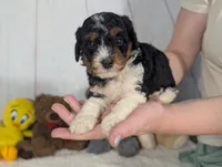 Heather - MICRO Bernedoodle , a female Miniature Bernedoodle for sale in Arthur, IL – 7 of 7