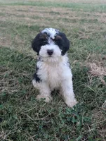 Hudson - MICRO Bernedoodle, a male Miniature Bernedoodle for sale in Arthur, IL – 4 of 9