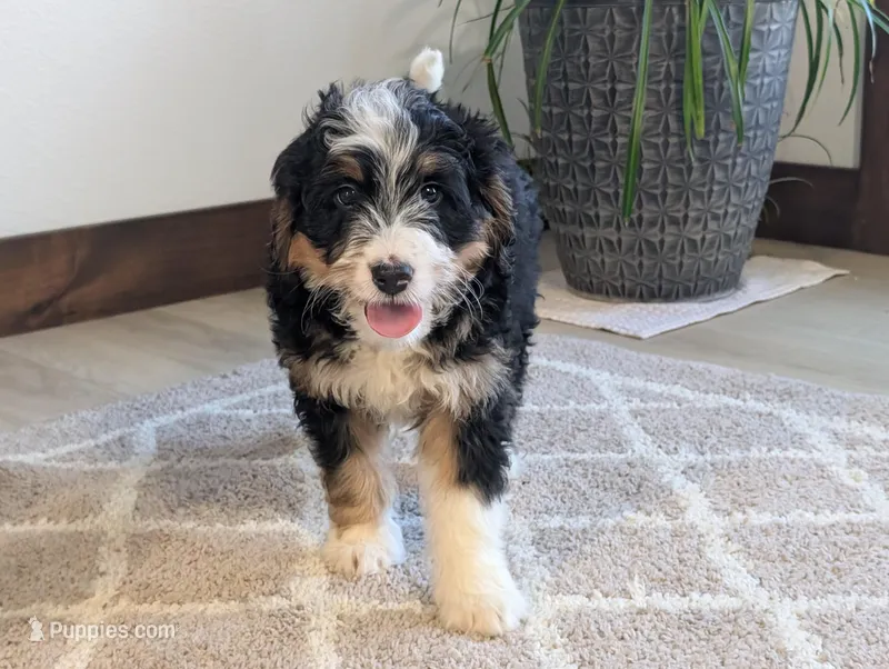 Amanda – Miniature Bernedoodle puppy for sale in Arthur, IL