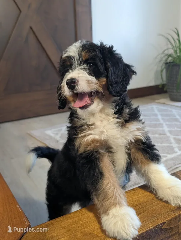 Amanda – Miniature Bernedoodle puppy for sale in Arthur, IL