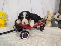 Karson, a male Miniature Bernedoodle for sale in Arthur, IL – 1 of 4