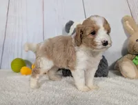 Hope - MICRO Bernedoodle , a female Miniature Bernedoodle for sale in Arthur, IL – 4 of 6