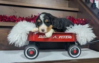 Amy, a female Miniature Bernedoodle for sale in Arthur, IL – Photo 4 of 4