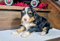 Amy, a female Miniature Bernedoodle for sale in Arthur, IL – Photo 3 of 4
