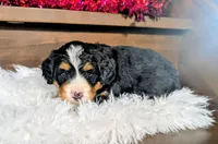 Amy, a female Miniature Bernedoodle for sale in Arthur, IL – Photo 1 of 4