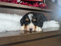 Amy, a female Miniature Bernedoodle for sale in Arthur, IL – Photo 2 of 4