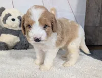 Hope - MICRO Bernedoodle , a female Miniature Bernedoodle for sale in Arthur, IL – 5 of 6