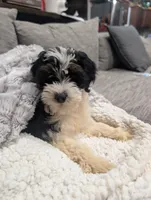 Hudson - MICRO Bernedoodle, a male Miniature Bernedoodle for sale in Arthur, IL – 1 of 9