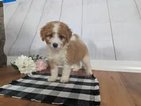 Houston - MICRO Bernedoodle , a male Miniature Bernedoodle for sale in Arthur, IL – 4 of 9