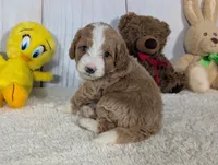 Hunter - MICRO Bernedoodle , a male Miniature Bernedoodle for sale in Arthur, IL – 6 of 6