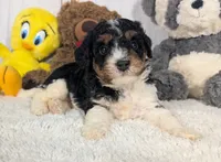 Heather - MICRO Bernedoodle , a female Miniature Bernedoodle for sale in Arthur, IL – 3 of 7